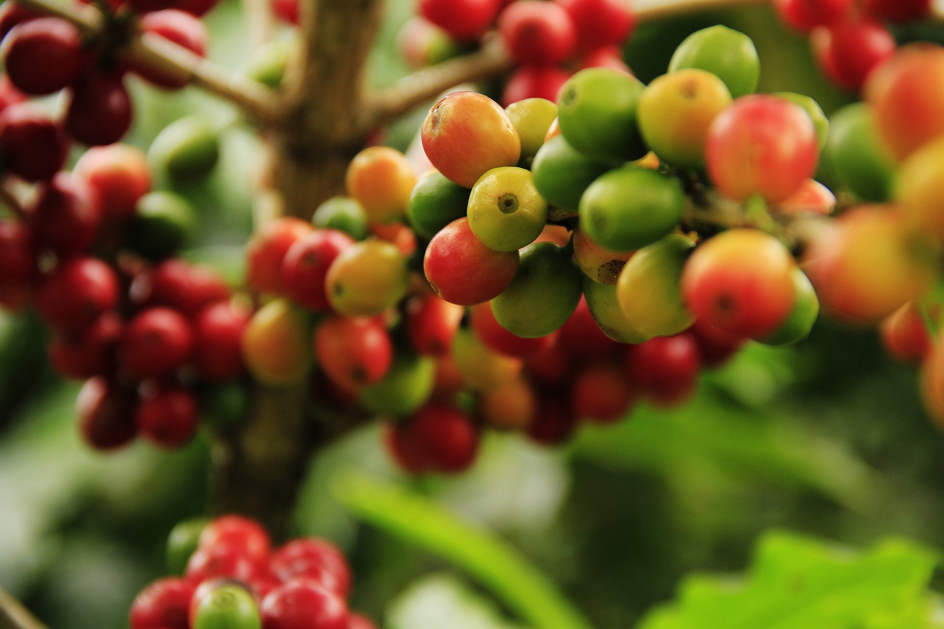 Jak wygląda uprawa kawy i jak kraj pochodzenia wpływa na jej smak?