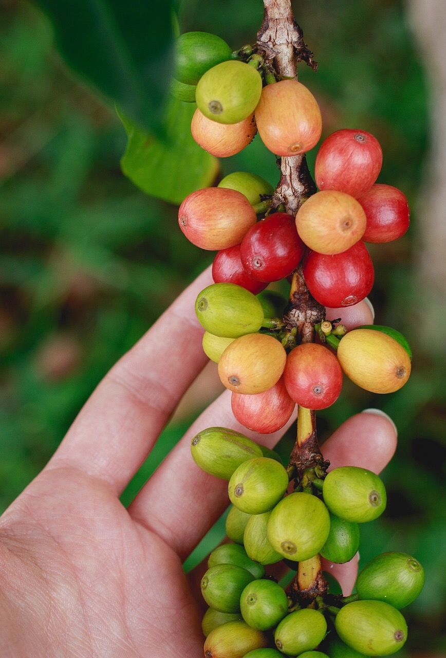 Genetyk kawy - jak nim zostać i dlaczego ma takie znaczenie?