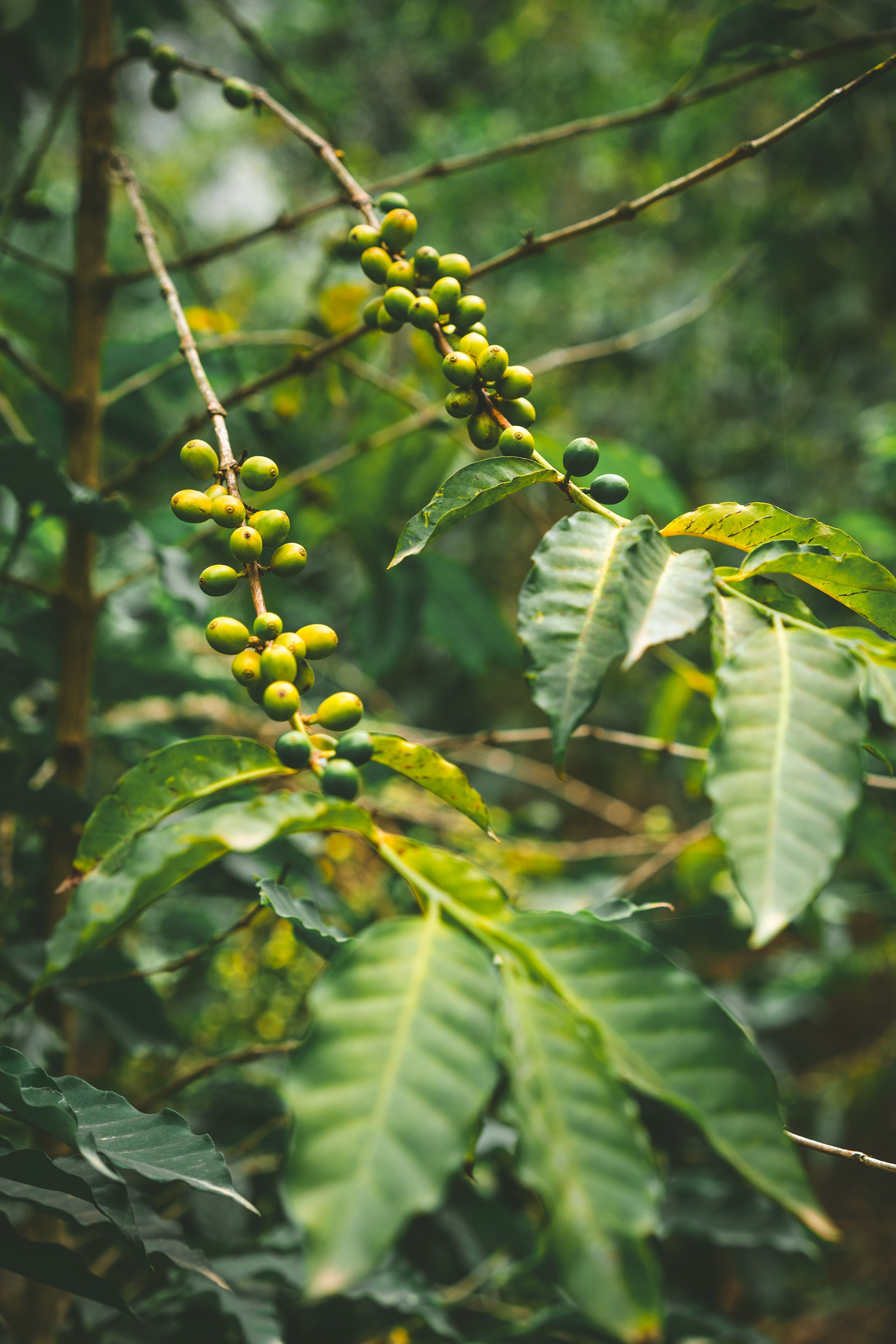 Tournée po plantacjach kawy w Meksyku 